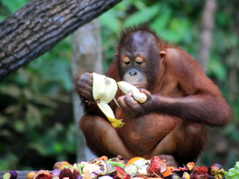 Orangutans in Borneo