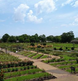 beautiful gardenscape of the Tyler Texas rose garden