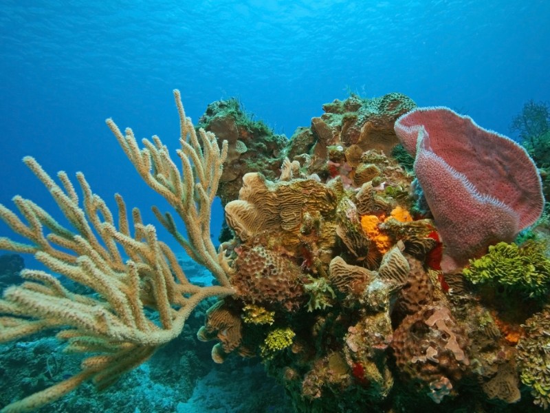 Snorkeling in Cozumel