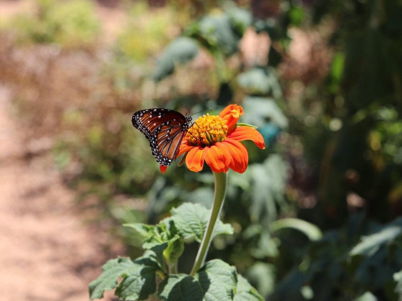 Texas Discovery Gardens, Dallas