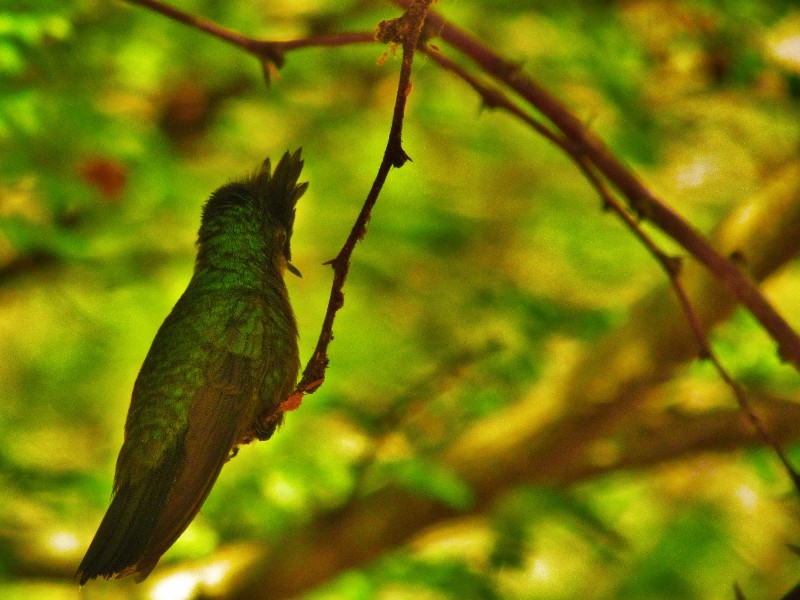 Antillean Crested Hummingbird, St.Kitts