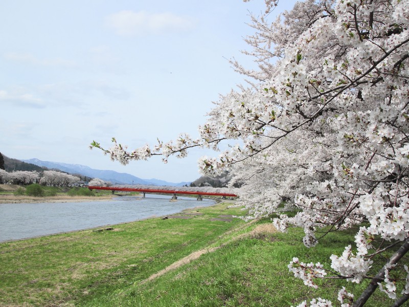 cherry blossoms in Kakunodate, Akita, Japan