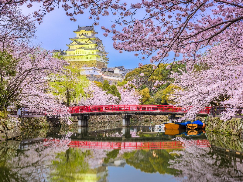 Himeji Castle, Japan during cherry blossom season