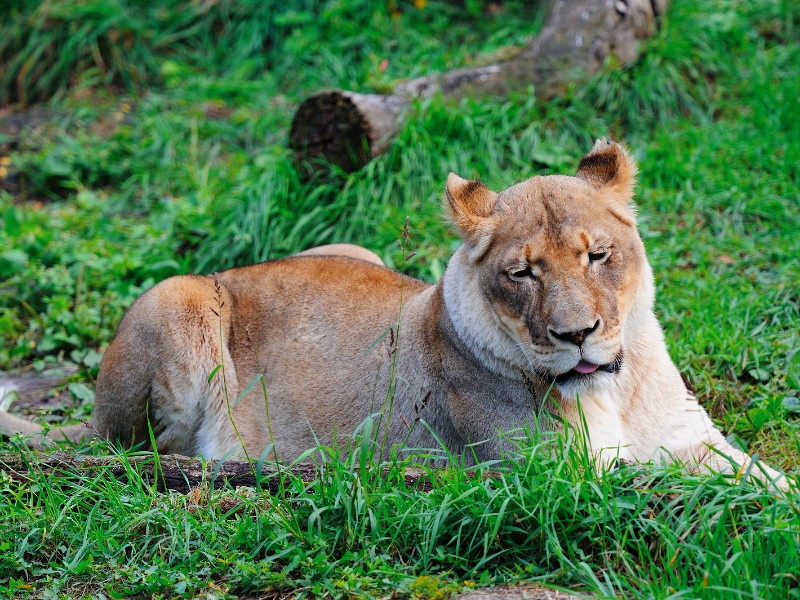 Female lion rests in lawn at Chicago's Lincoln Park Zoo
