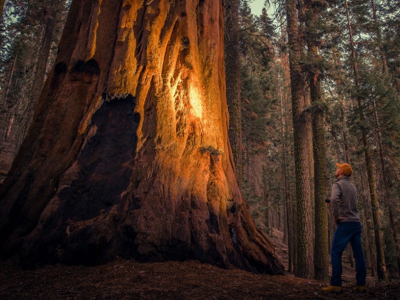 Hiker with Flashlight Exploring Giant Sequoias Forest in California Sequoia and Kings Canyon National Parks