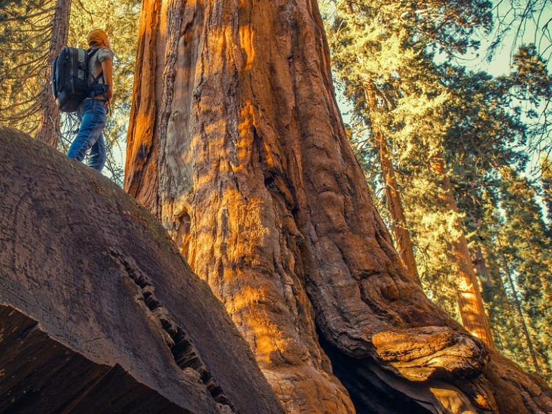 Hiker Exploring Giant Ancient Forest in  Sequoia National Park