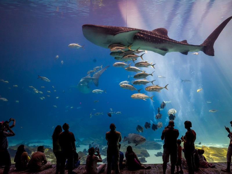 Interior of Georgia Aquarium with its large viewing anks