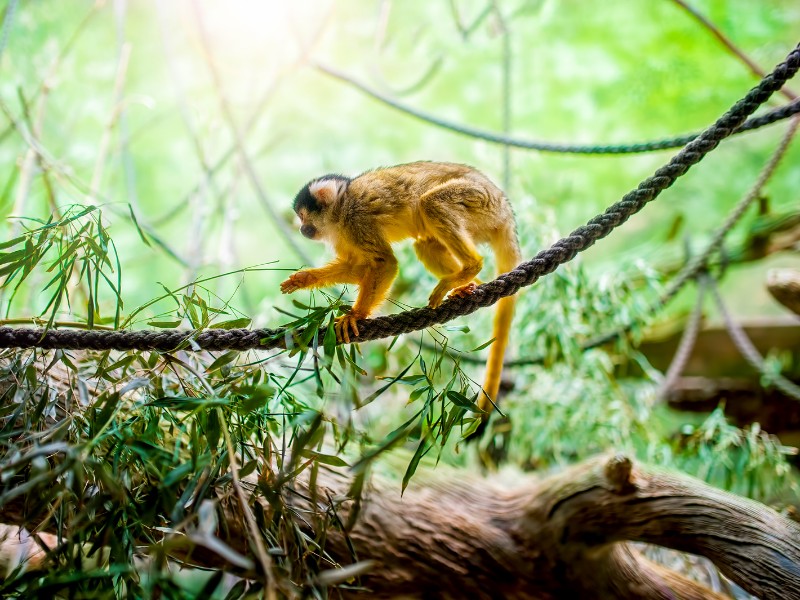 squirrel monkey, 