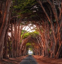 Stunning Cypress Tree Tunnel at Point Reyes National Seashore