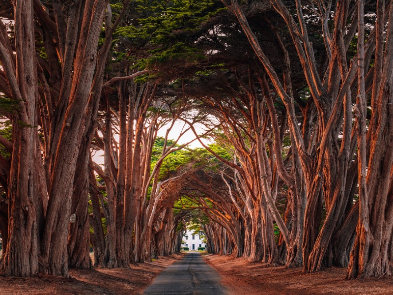 Stunning Cypress Tree Tunnel at Point Reyes National Seashore