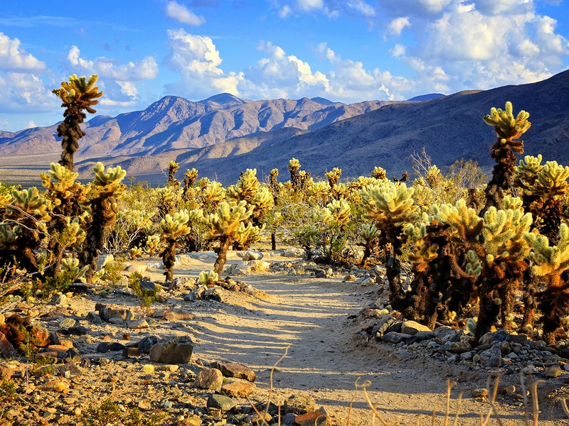 Cholla cactus garden with hiking trail, near sunset, Joshua Tree National Park