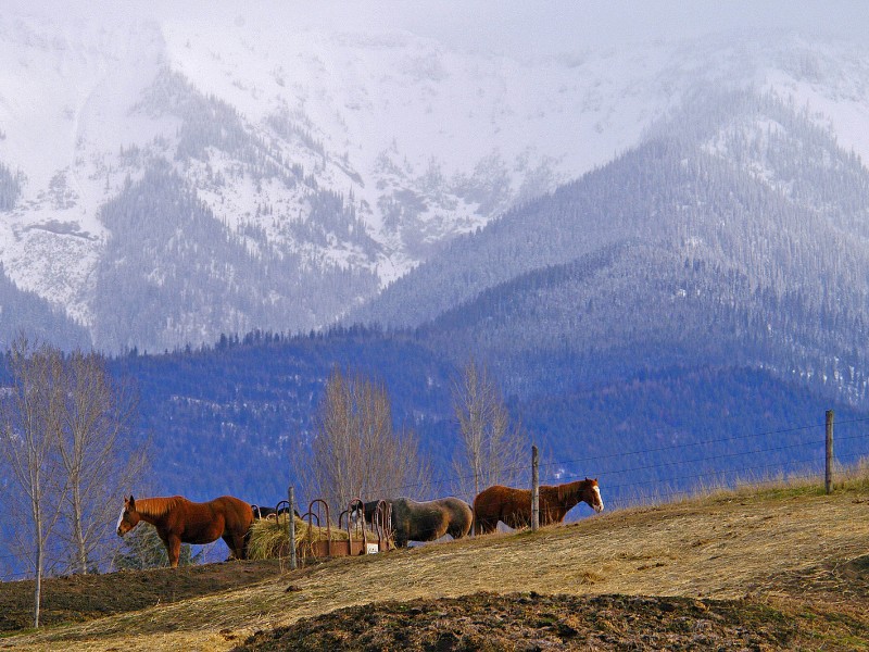 Farm scene, Columbia Falls, Montana on Foggy Day
