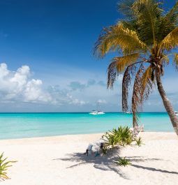 perfect white sandy beach with palm tree and clera blue waters