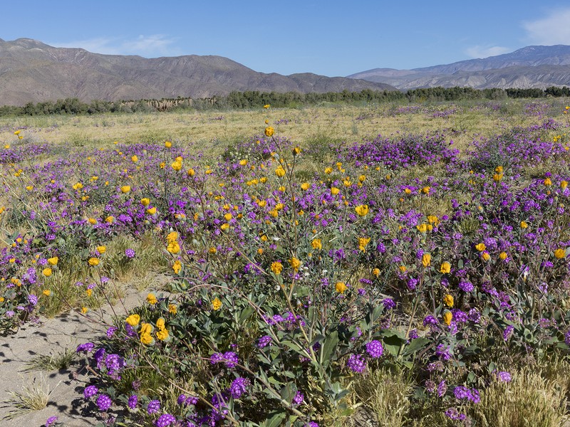 Wildflowers blooming in the spring in Anza-Borrego Desert State Park 