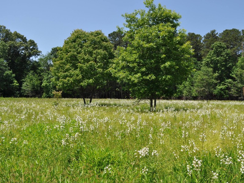 NC Botanical Garden, Chapel Hill