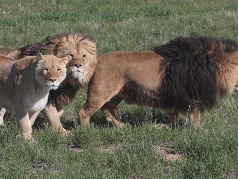 Lions at The Wild Animal Sanctuary, Keenesburg, Colorado