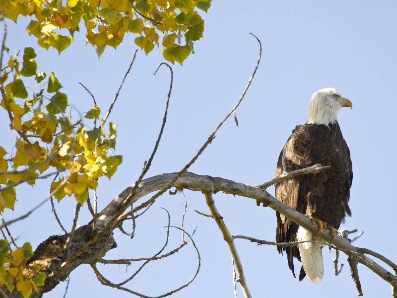 bald eagle, Colorado