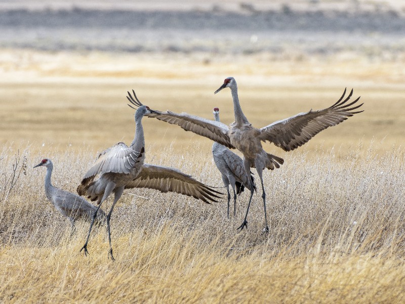 Sandhill cranes during the Spring migration in Monte Vista, Colorado