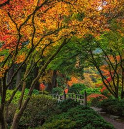 autumn foliage with trees at portland japanese garden