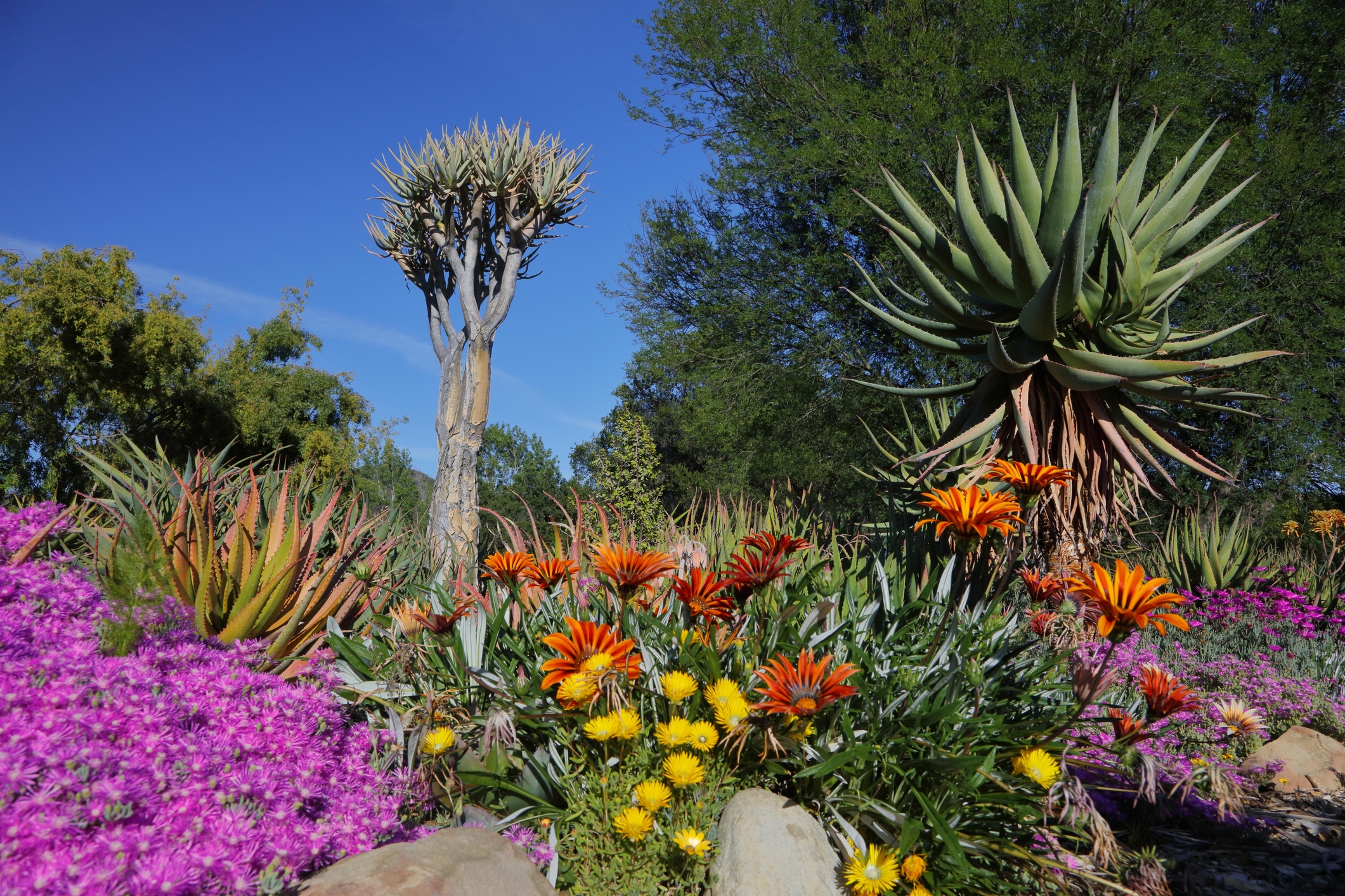 Taft Botanical Gardens, Ojai