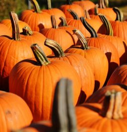 pumpkins lined up with stems