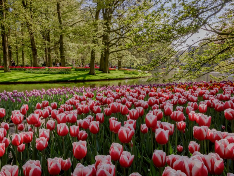 Keukenhof Gardens, Netherlands