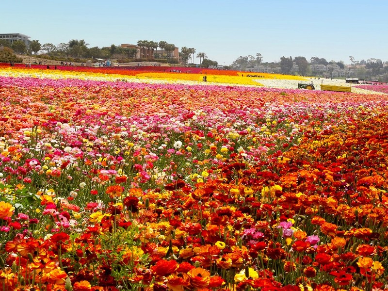 Carlsbad Flower Fields, California