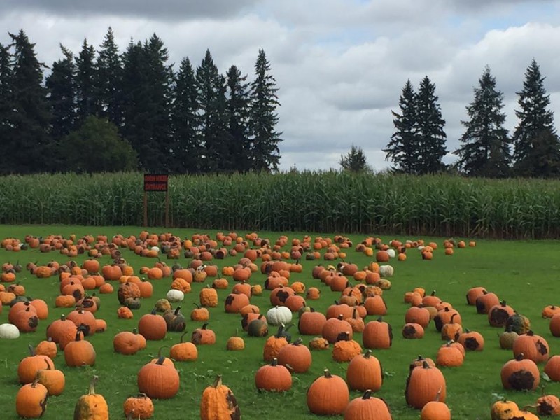 Pumpkins at Fir Point Farms