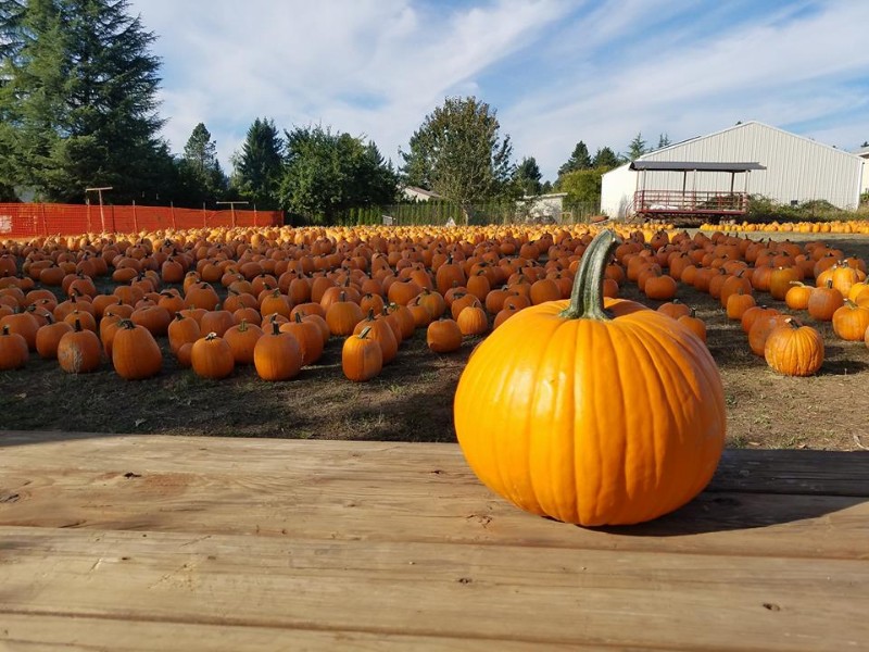 9 Best Pumpkin Patches In Oregon 2021 Fall Guide Trips To Discover 1279