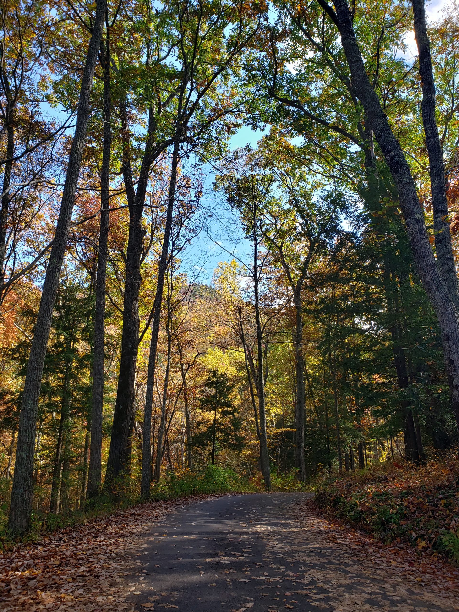 Roaring Fork Motor Nature Trail