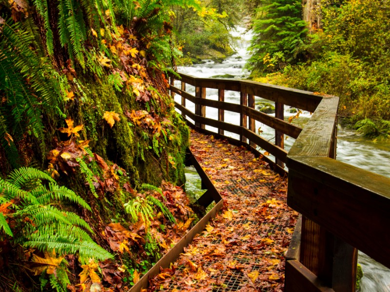 Sweet Creek Trail in Oregon