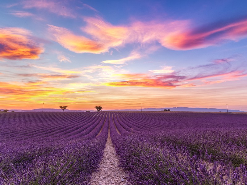 Plateau de Valensole, Provence, France