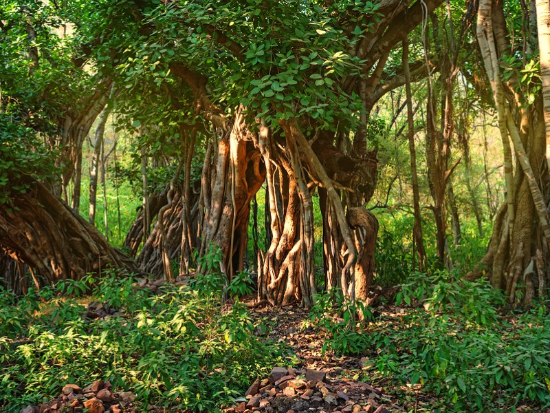 Scenic view of beautiful tropical forest with Indian banyan in Ranthambore National Park, India