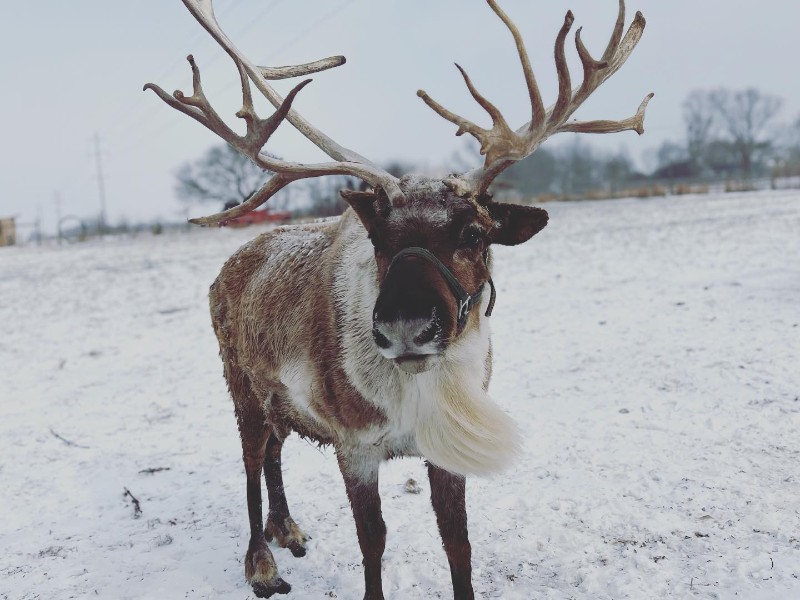 The Reindeer Farm