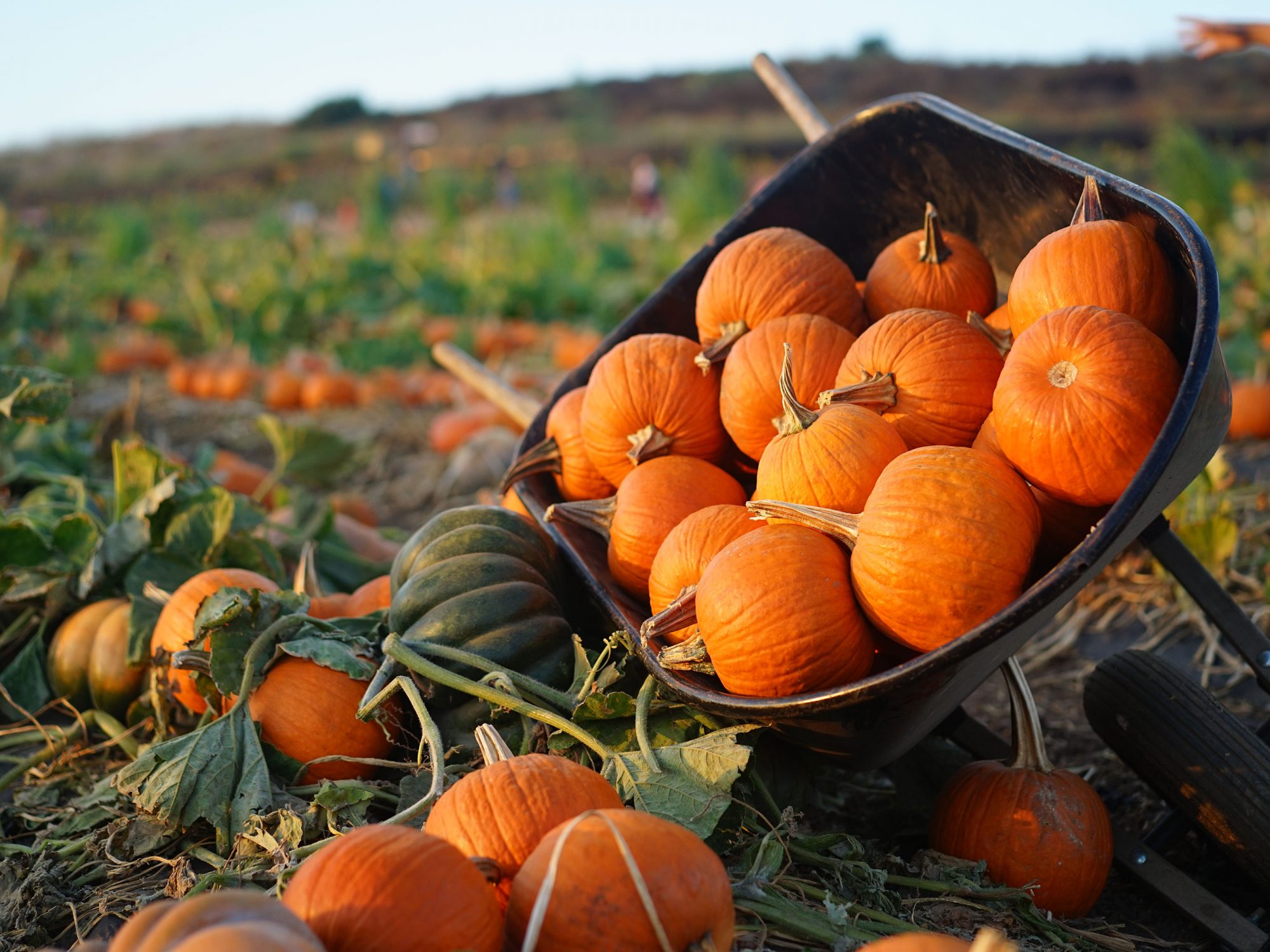 Fort Vannoy Farms