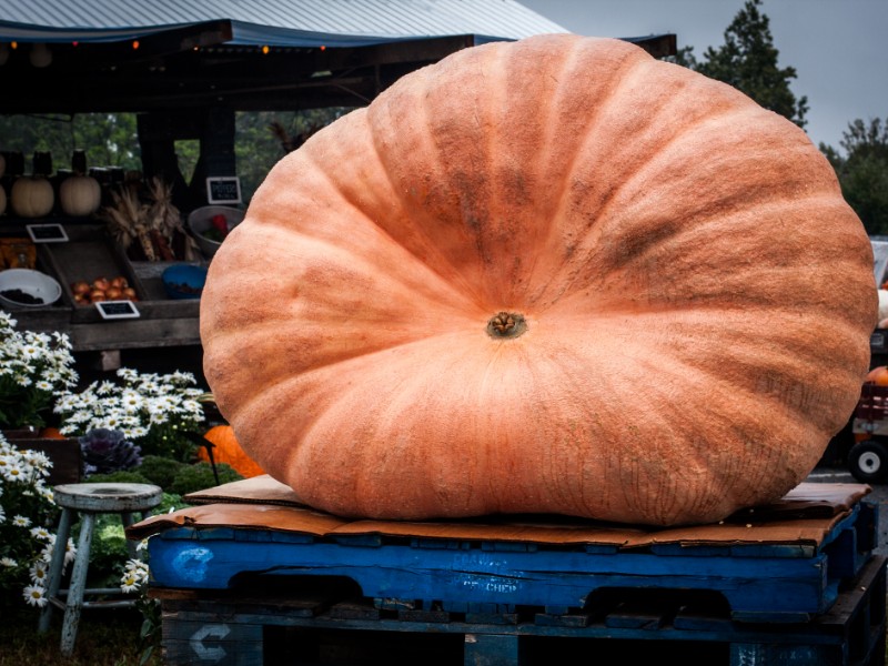 Giant pumpkin display