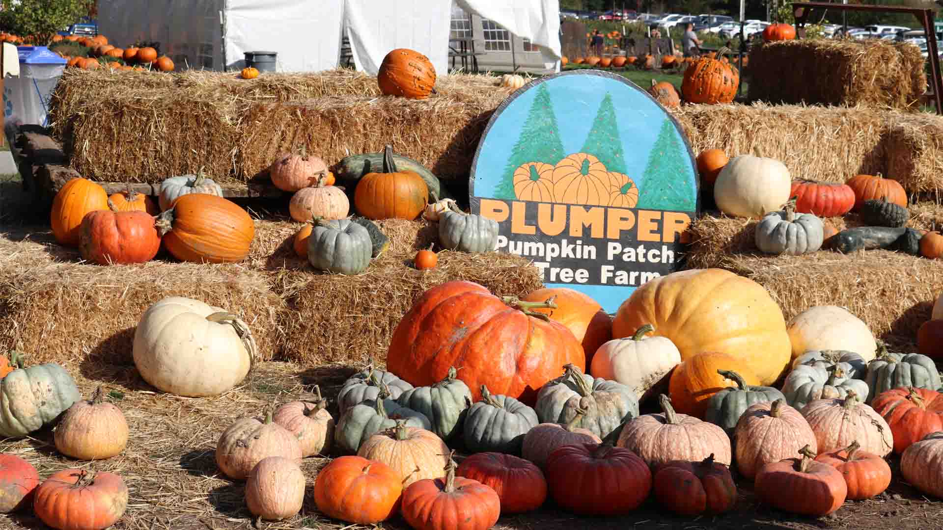 Pumper Pumpkin Tree Farm