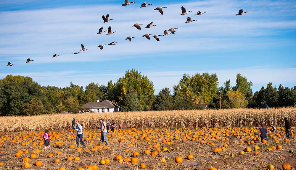 Denver Botanic Gardens Pumpkin Festival