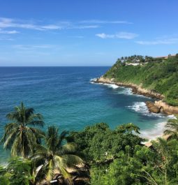 green cliffside with palms overlooking ocean