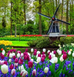 Stunning spring landscape, famous Keukenhof garden with colorful fresh tulips, flowers and Dutch windmill in background