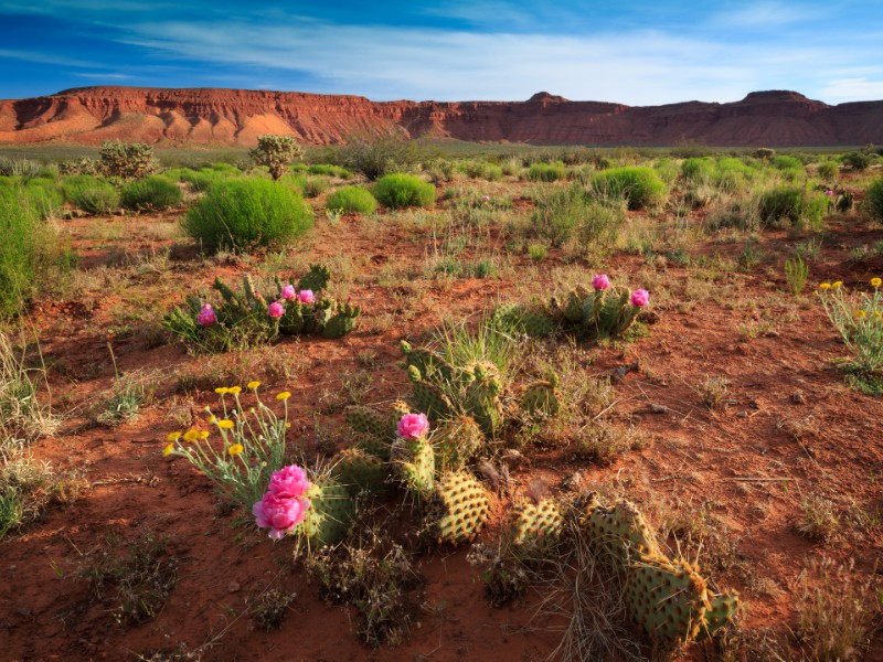 Desert wildflowers bloom in southern Utah, nearby St. George