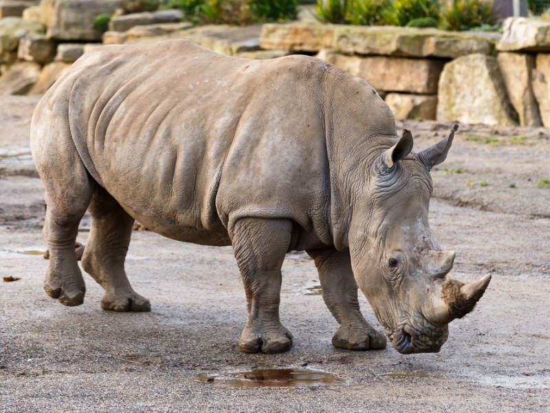 Dublin Zoo