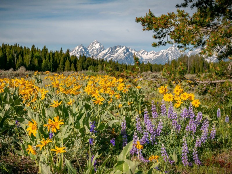 Jackson Hole Mountain Resort