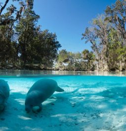 Two manatees swimming under water with mossy trees above