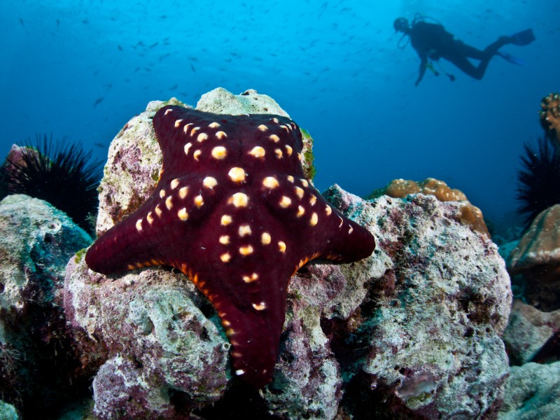 Diving off Cocos Island,  a rocky reef with a seastar.