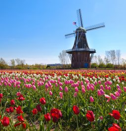 An authentic wooden windmill from the Netherlands rises behind a field of tulips in Holland Michigan at Springtime.