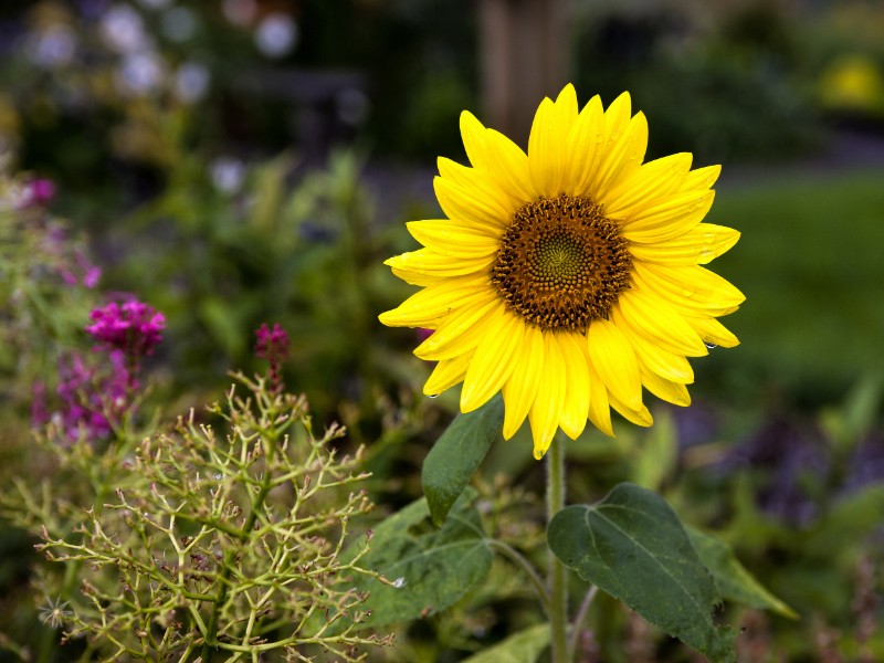 Bright yellow sunflower, Idaho