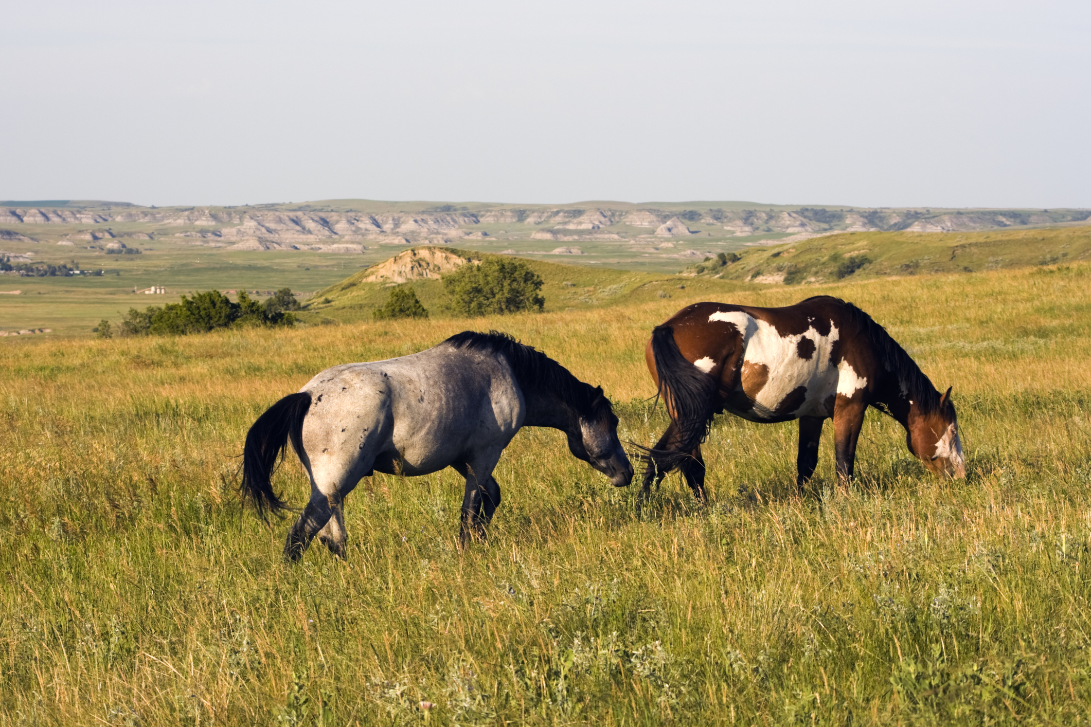 Theodore Roosevelt National Park, North Dakota