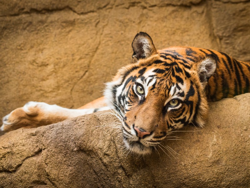 Tiger at zoo