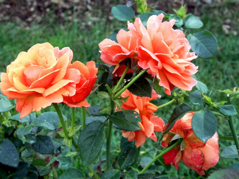 Taken in the rose garden of Leif Erickson Park in Duluth